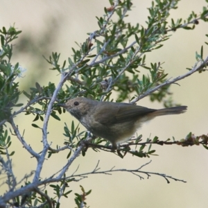 Acanthiza pusilla at Brunswick Heads, NSW - 28 Oct 2023