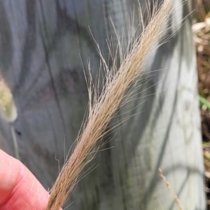 Dichelachne crinita at Tathra, NSW - 12 Nov 2023 10:40 AM