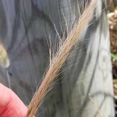 Dichelachne crinita (Long-hair Plume Grass) at Tathra, NSW - 11 Nov 2023 by trevorpreston