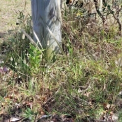 Dichelachne crinita at Tathra, NSW - 12 Nov 2023