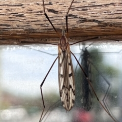 Limoniidae (family) at Braidwood, NSW - 12 Nov 2023 by YellowButton