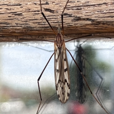 Unidentified Crane fly, midge, mosquito or gnat (several families) at QPRC LGA - 12 Nov 2023 by YellowButton