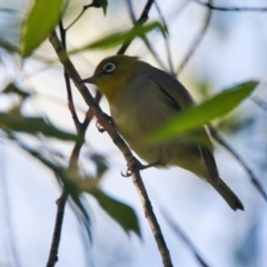 Zosterops lateralis (Silvereye) at Brunswick Heads, NSW - 28 Oct 2023 by macmad