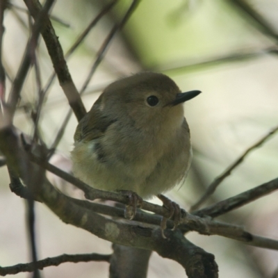 Sericornis magnirostra (Large-billed Scrubwren) at Brunswick Heads, NSW - 27 Oct 2023 by macmad