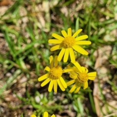 Senecio madagascariensis (Madagascan Fireweed, Fireweed) at Tathra, NSW - 12 Nov 2023 by trevorpreston