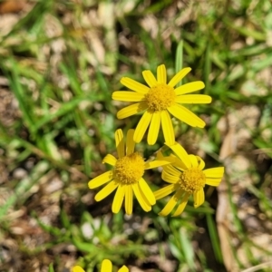 Senecio madagascariensis at Tathra, NSW - 12 Nov 2023