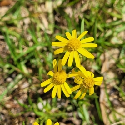 Senecio madagascariensis (Madagascan Fireweed, Fireweed) at Tathra, NSW - 12 Nov 2023 by trevorpreston