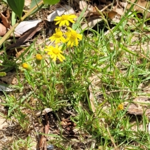 Senecio madagascariensis at Tathra, NSW - 12 Nov 2023