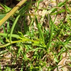 Senecio madagascariensis at Tathra, NSW - 12 Nov 2023