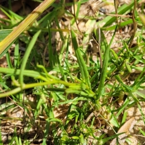 Senecio madagascariensis at Tathra, NSW - 12 Nov 2023