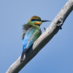 Merops ornatus (Rainbow Bee-eater) at Brunswick Heads, NSW - 28 Oct 2023 by macmad