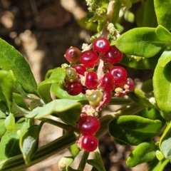 Rhagodia candolleana subsp. candolleana (Seaberry Saltbush) at Tathra, NSW - 11 Nov 2023 by trevorpreston