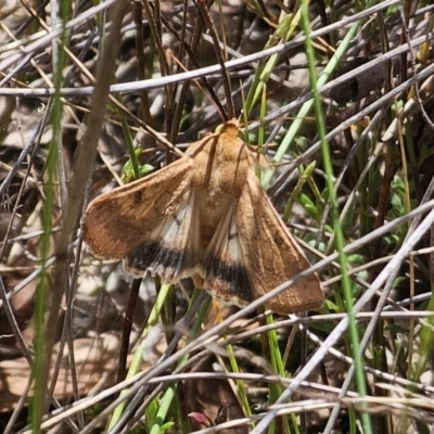 Helicoverpa armigera (Cotton bollworm, Corn earworm) at Captains Flat, NSW - 12 Nov 2023 by Csteele4