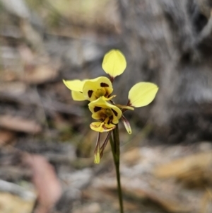 Diuris sulphurea at QPRC LGA - 12 Nov 2023