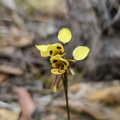 Diuris sulphurea (Tiger Orchid) at Captains Flat, NSW - 12 Nov 2023 by Csteele4