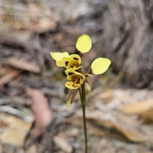 Diuris sulphurea at QPRC LGA - 12 Nov 2023