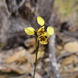 Diuris sulphurea at QPRC LGA - 12 Nov 2023