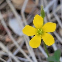 Oxalis rubens (Dune Wood-sorrel) at Tathra, NSW - 12 Nov 2023 by trevorpreston