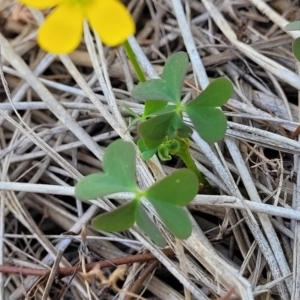 Oxalis rubens at Tathra, NSW - 12 Nov 2023