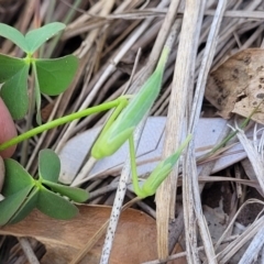 Oxalis rubens at Tathra, NSW - 12 Nov 2023