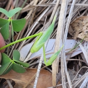 Oxalis rubens at Tathra, NSW - 12 Nov 2023