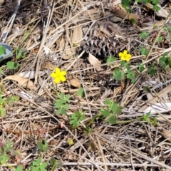 Oxalis rubens at Tathra, NSW - 12 Nov 2023 10:17 AM