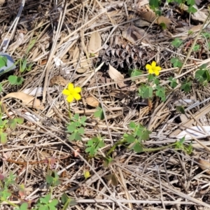 Oxalis rubens at Tathra, NSW - 12 Nov 2023