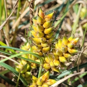 Carex pumila at Tathra, NSW - 12 Nov 2023
