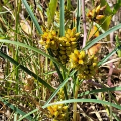 Carex pumila at Tathra, NSW - 12 Nov 2023 10:16 AM