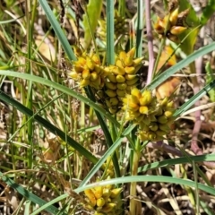 Carex pumila at Tathra, NSW - 12 Nov 2023