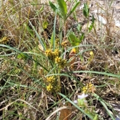 Carex pumila at Tathra, NSW - 12 Nov 2023 10:16 AM