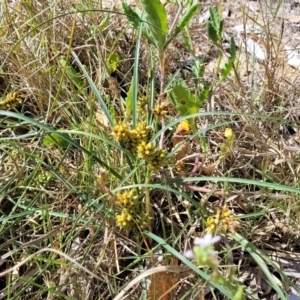 Carex pumila at Tathra, NSW - 12 Nov 2023 10:16 AM