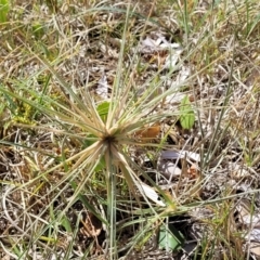 Spinifex sericeus (Beach Grass) at Tathra, NSW - 11 Nov 2023 by trevorpreston