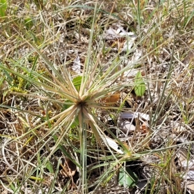 Spinifex sericeus (Beach Grass) at Tathra, NSW - 12 Nov 2023 by trevorpreston