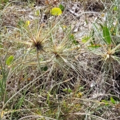 Spinifex sericeus at Tathra, NSW - 12 Nov 2023 10:15 AM