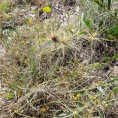 Spinifex sericeus at Tathra, NSW - 12 Nov 2023 10:15 AM