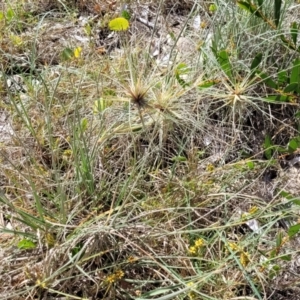 Spinifex sericeus at Tathra, NSW - 12 Nov 2023 10:15 AM