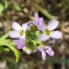 Cakile maritima (Sea Rocket) at Tathra, NSW - 12 Nov 2023 by trevorpreston