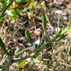 Cakile maritima at Tathra, NSW - 12 Nov 2023