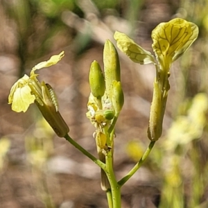 Raphanus raphanistrum at Tathra, NSW - 12 Nov 2023