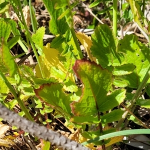 Raphanus raphanistrum at Tathra, NSW - 12 Nov 2023