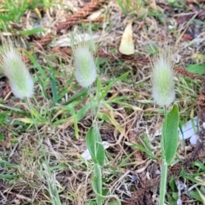 Lagurus ovatus at Tathra, NSW - 12 Nov 2023 10:13 AM