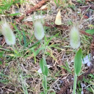 Lagurus ovatus (Hare's Tail Grass) at Tathra, NSW - 12 Nov 2023 by trevorpreston