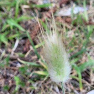 Lagurus ovatus at Tathra, NSW - 12 Nov 2023 10:13 AM