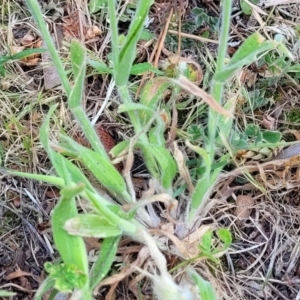 Lagurus ovatus at Tathra, NSW - 12 Nov 2023 10:13 AM