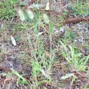 Lagurus ovatus at Tathra, NSW - 12 Nov 2023