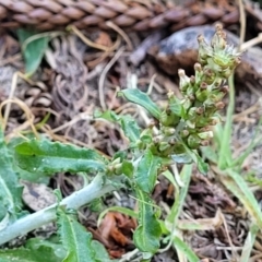 Gamochaeta purpurea (Purple Cudweed) at Tathra, NSW - 12 Nov 2023 by trevorpreston