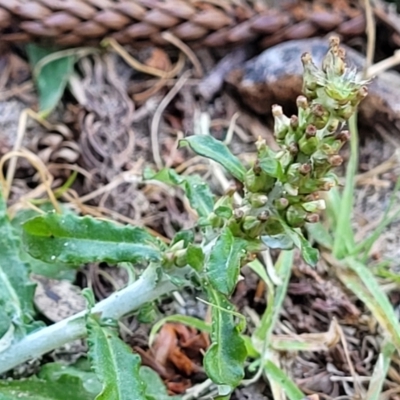 Gamochaeta purpurea (Purple Cudweed) at Tathra, NSW - 12 Nov 2023 by trevorpreston