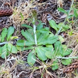 Gamochaeta purpurea at Tathra, NSW - 12 Nov 2023 10:13 AM