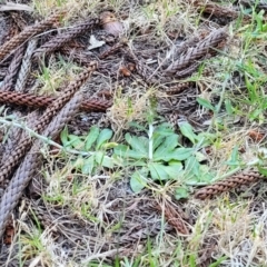 Gamochaeta purpurea at Tathra, NSW - 12 Nov 2023